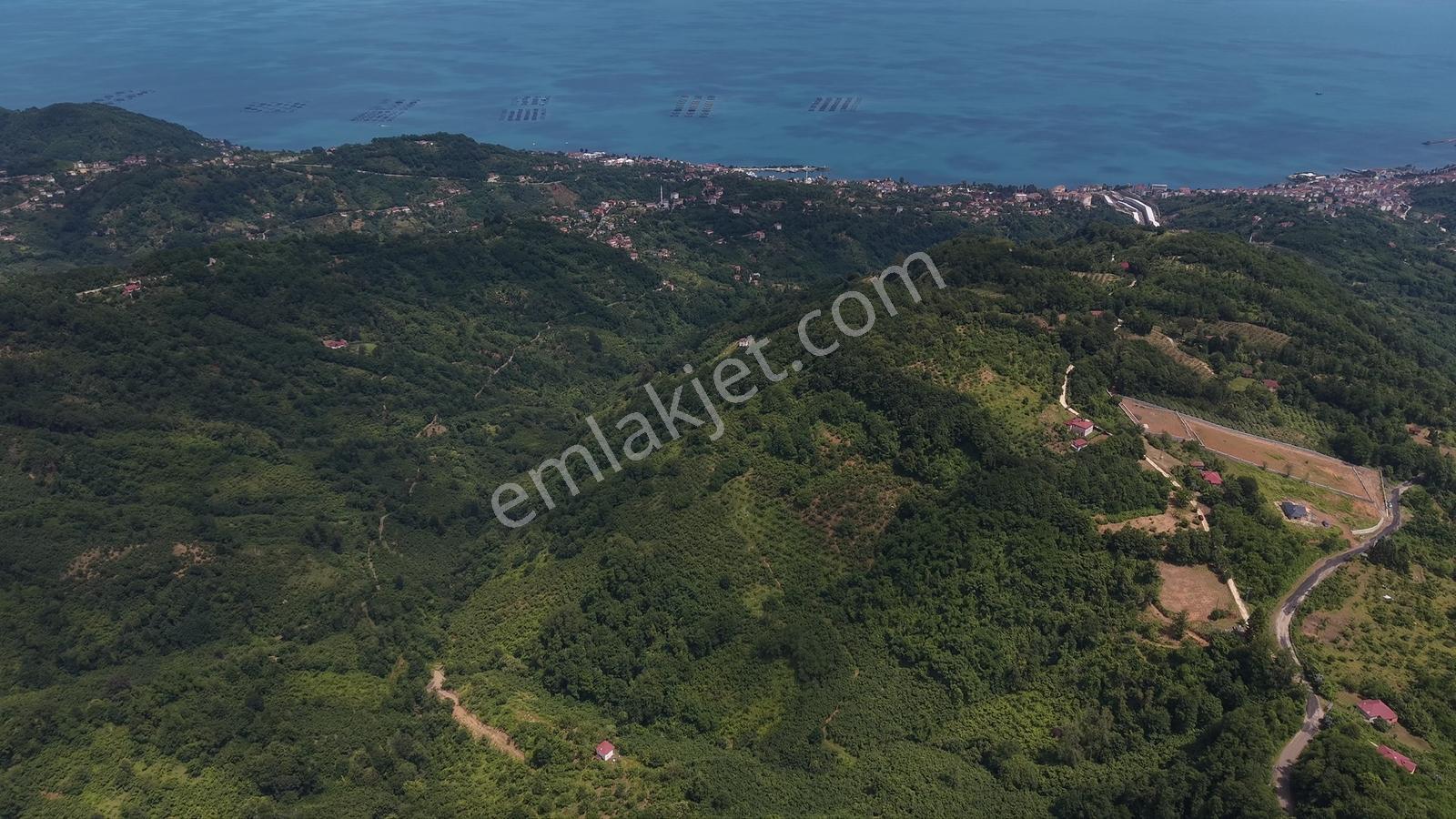 Perşembe Tarlacık'ta Satılık 23.096 M² Fındık Bahçesi Ve Tarla — fotoğraf 3