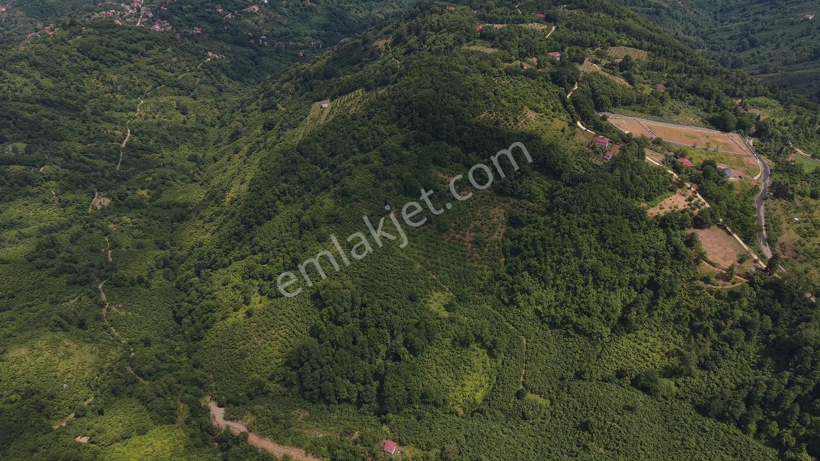Perşembe Tarlacık'ta Satılık 23.096 M² Fındık Bahçesi Ve Tarla — fotoğraf 4