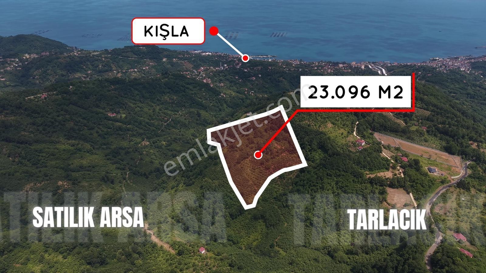 Perşembe Tarlacık'ta Satılık 23.096 M² Fındık Bahçesi Ve Tarla — fotoğraf 5