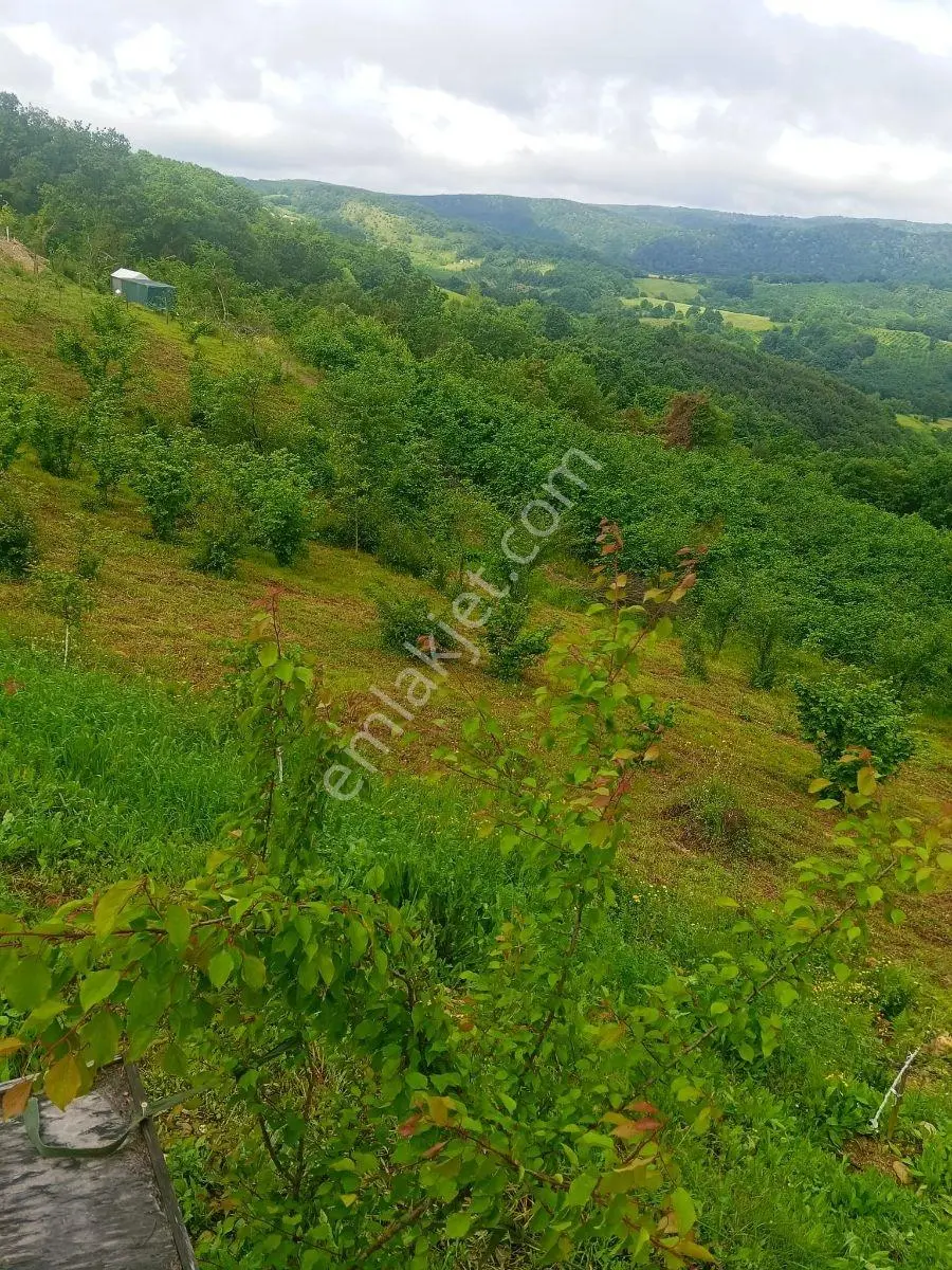 Kandıra Çakmaklarda Doğayla İç İçe Havuzlu 2kat Kabungolow Ev — fotoğraf 8