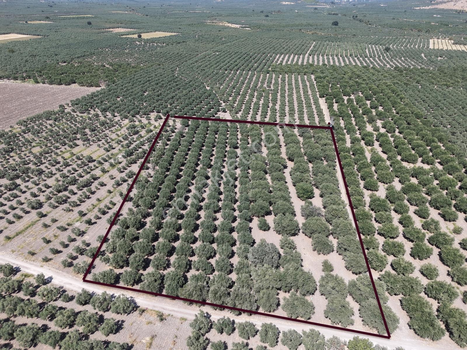 Mecidiyede Bakımlı Ve Tam Verimde 11850 M2 Tek Tapu Zeytinlik — fotoğraf 2