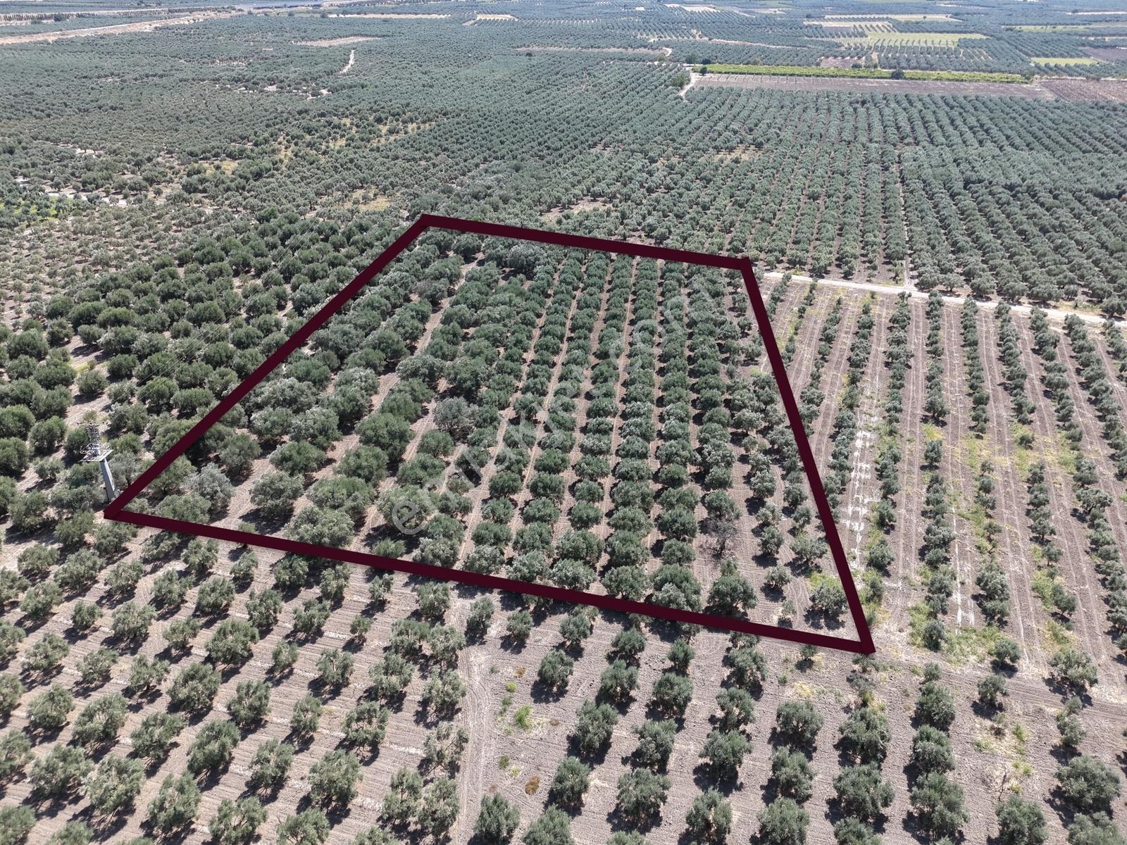 Mecidiyede Bakımlı Ve Tam Verimde 11850 M2 Tek Tapu Zeytinlik — fotoğraf 3