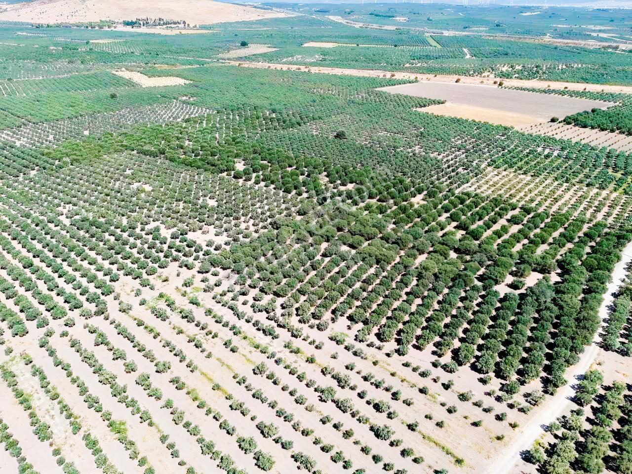 Mecidiyede Bakımlı Ve Tam Verimde 11850 M2 Tek Tapu Zeytinlik — fotoğraf 4