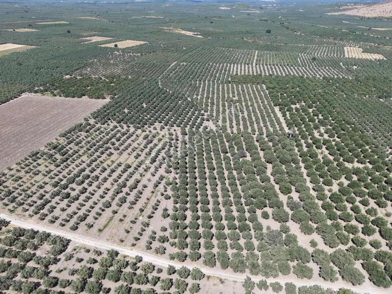Mecidiyede Bakımlı Ve Tam Verimde 11850 M2 Tek Tapu Zeytinlik — fotoğraf 5