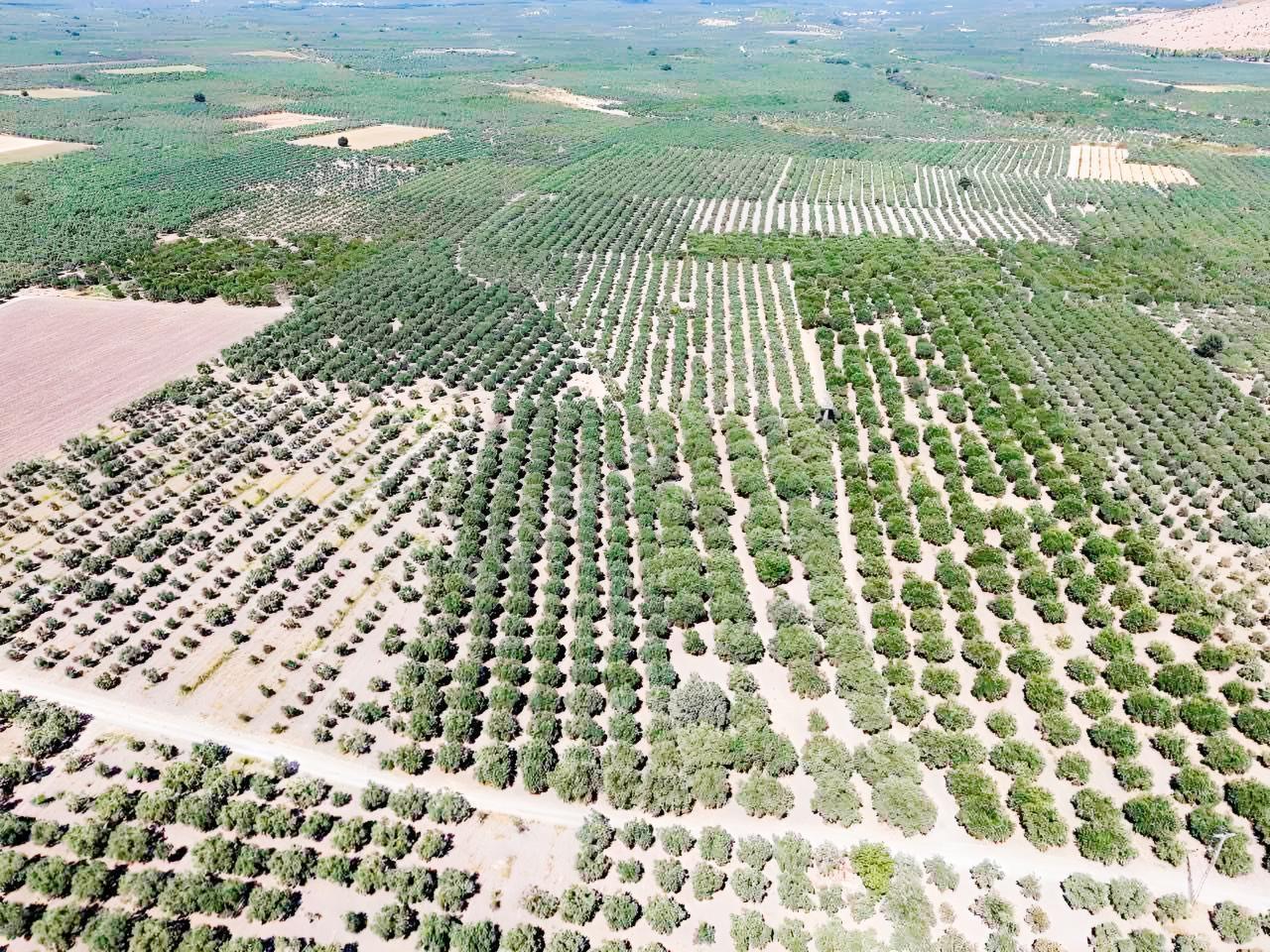 Mecidiyede Bakımlı Ve Tam Verimde 11850 M2 Tek Tapu Zeytinlik — fotoğraf 6