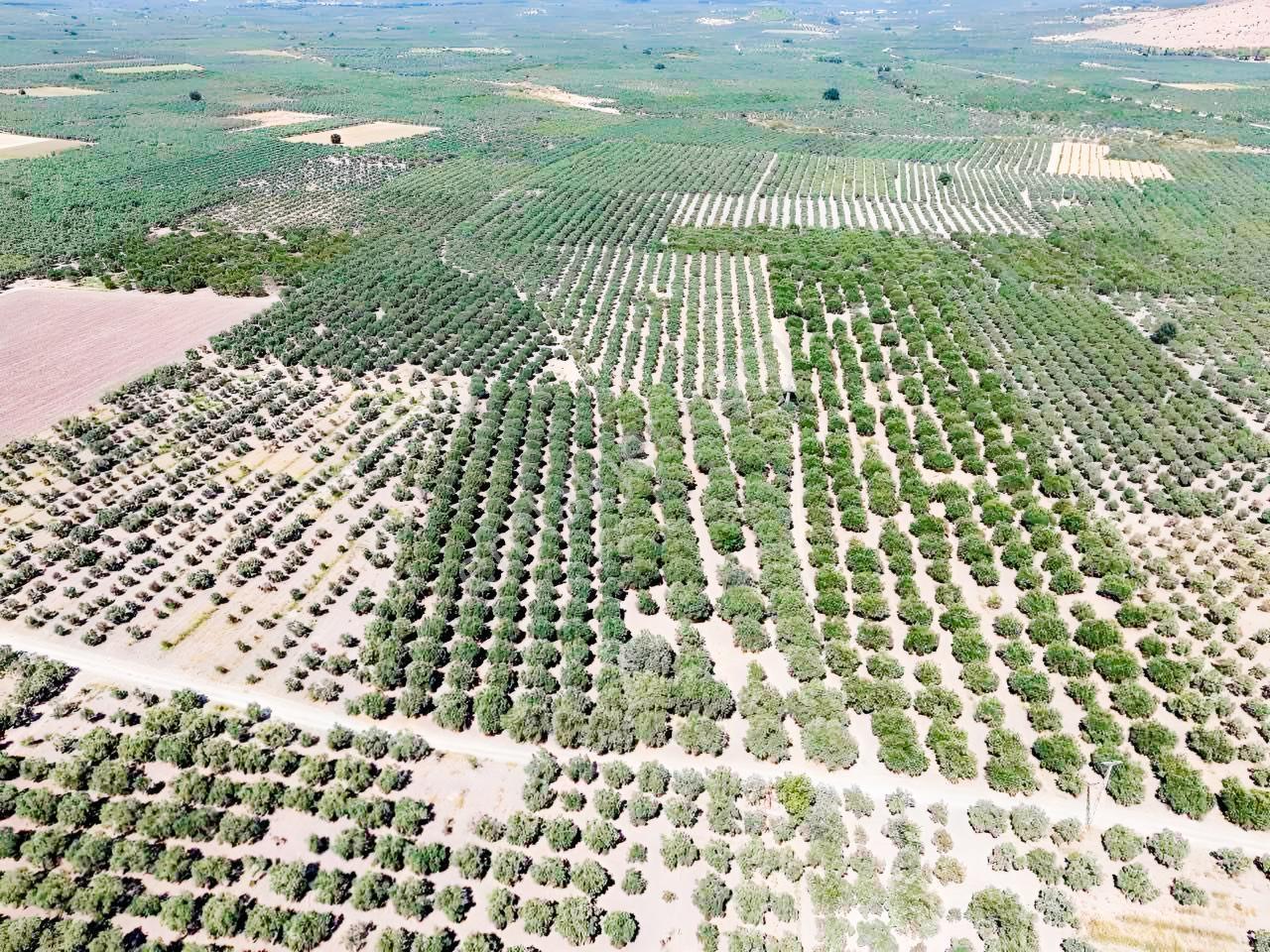 Mecidiyede Bakımlı Ve Tam Verimde 11850 M2 Tek Tapu Zeytinlik — fotoğraf 7