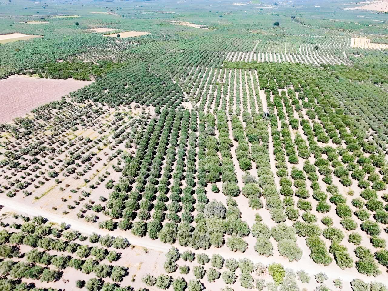 Mecidiyede Bakımlı Ve Tam Verimde 11850 M2 Tek Tapu Zeytinlik — fotoğraf 8