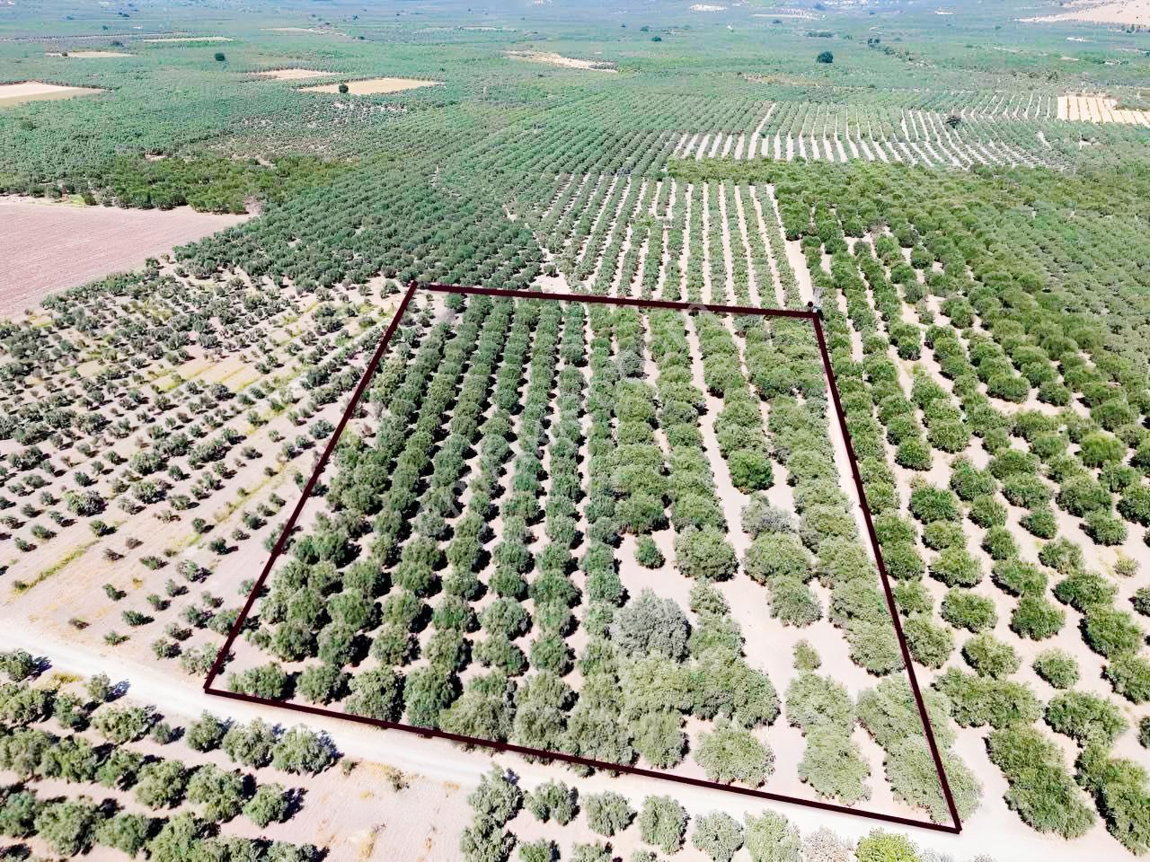 Mecidiyede Bakımlı Ve Tam Verimde 11850 M2 Tek Tapu Zeytinlik — fotoğraf 9