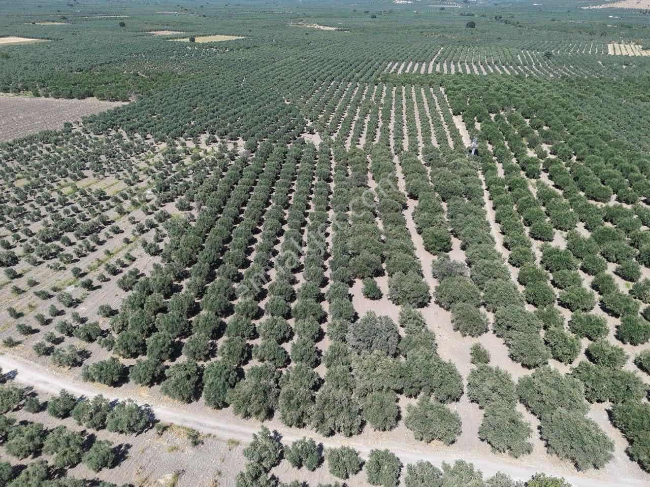 Mecidiyede Bakımlı Ve Tam Verimde 11850 M2 Tek Tapu Zeytinlik — fotoğraf 10