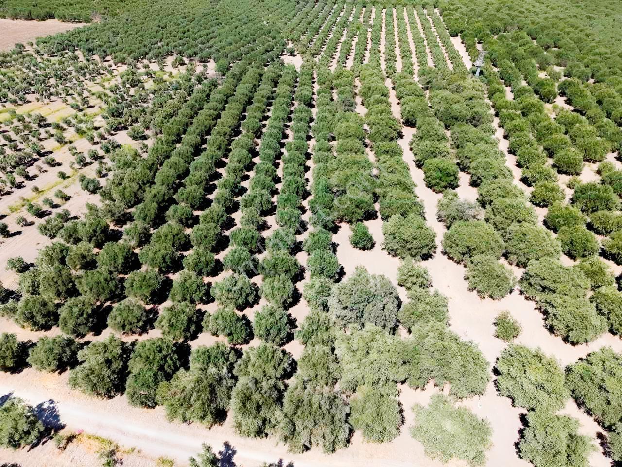 Mecidiyede Bakımlı Ve Tam Verimde 11850 M2 Tek Tapu Zeytinlik — fotoğraf 11