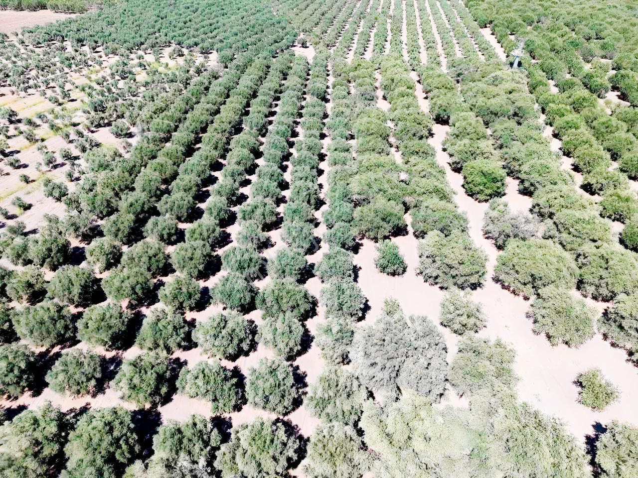 Mecidiyede Bakımlı Ve Tam Verimde 11850 M2 Tek Tapu Zeytinlik — fotoğraf 12