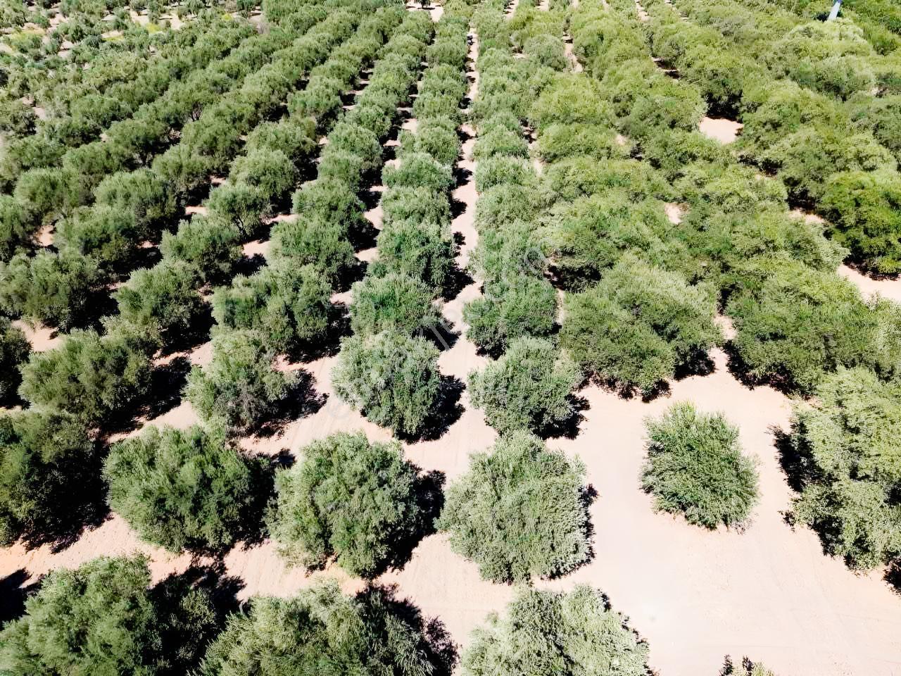 Mecidiyede Bakımlı Ve Tam Verimde 11850 M2 Tek Tapu Zeytinlik — fotoğraf 13