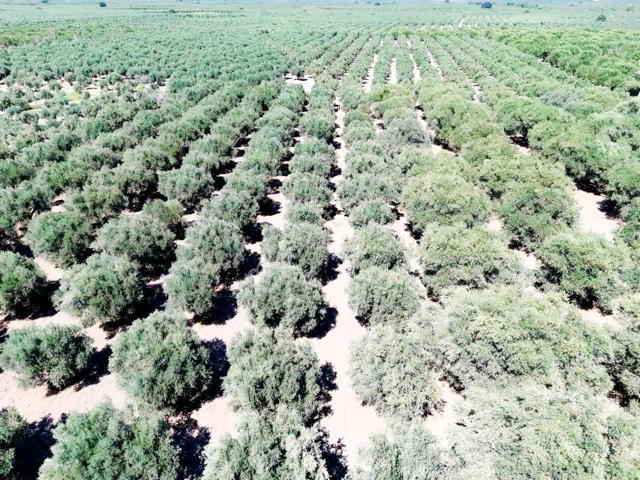 Mecidiyede Bakımlı Ve Tam Verimde 11850 M2 Tek Tapu Zeytinlik — fotoğraf 14
