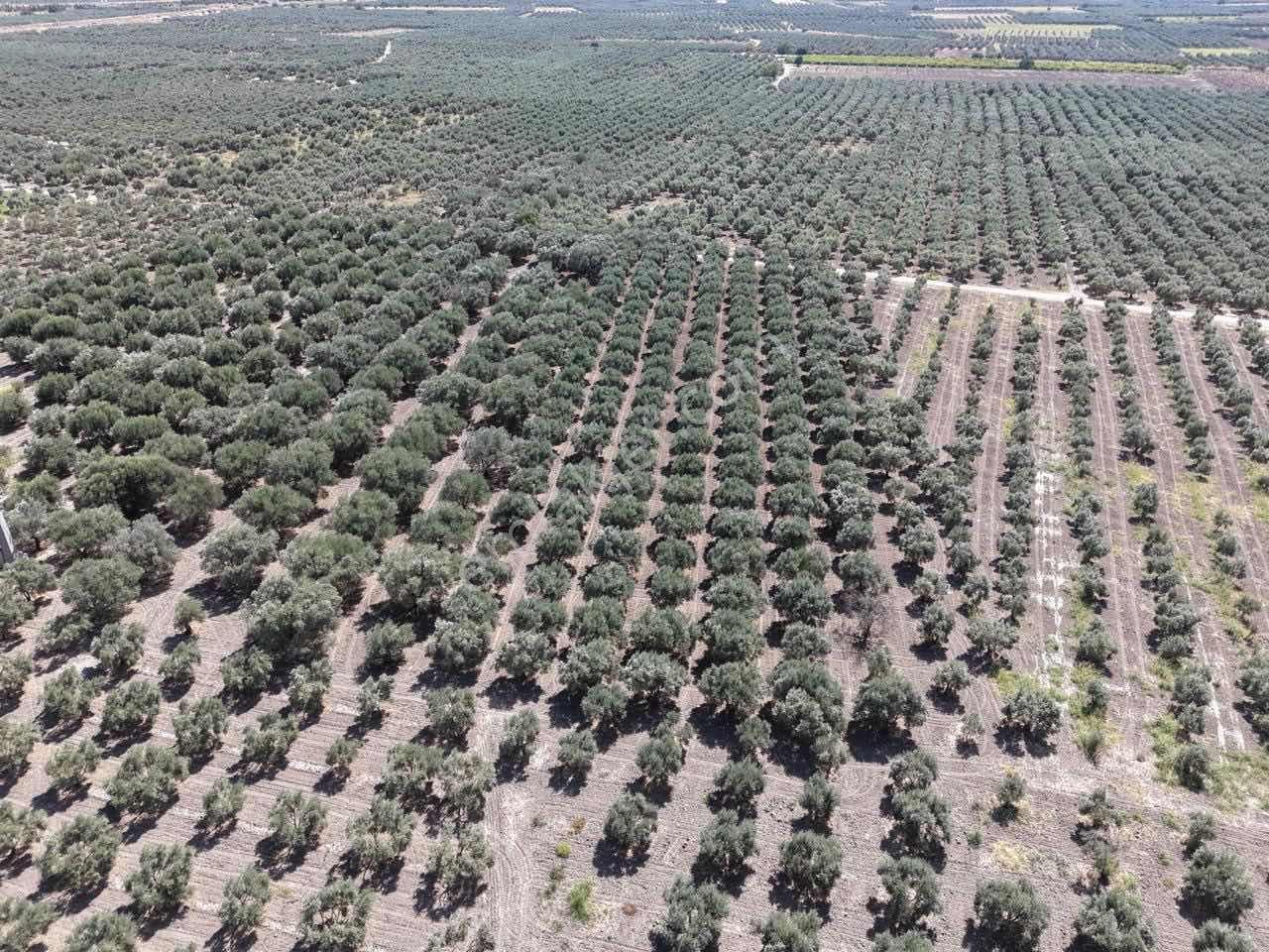 Mecidiyede Bakımlı Ve Tam Verimde 11850 M2 Tek Tapu Zeytinlik — fotoğraf 15