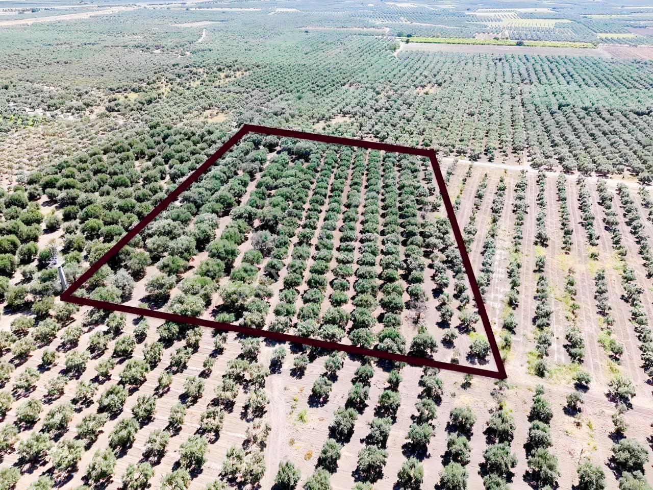 Mecidiyede Bakımlı Ve Tam Verimde 11850 M2 Tek Tapu Zeytinlik — fotoğraf 16