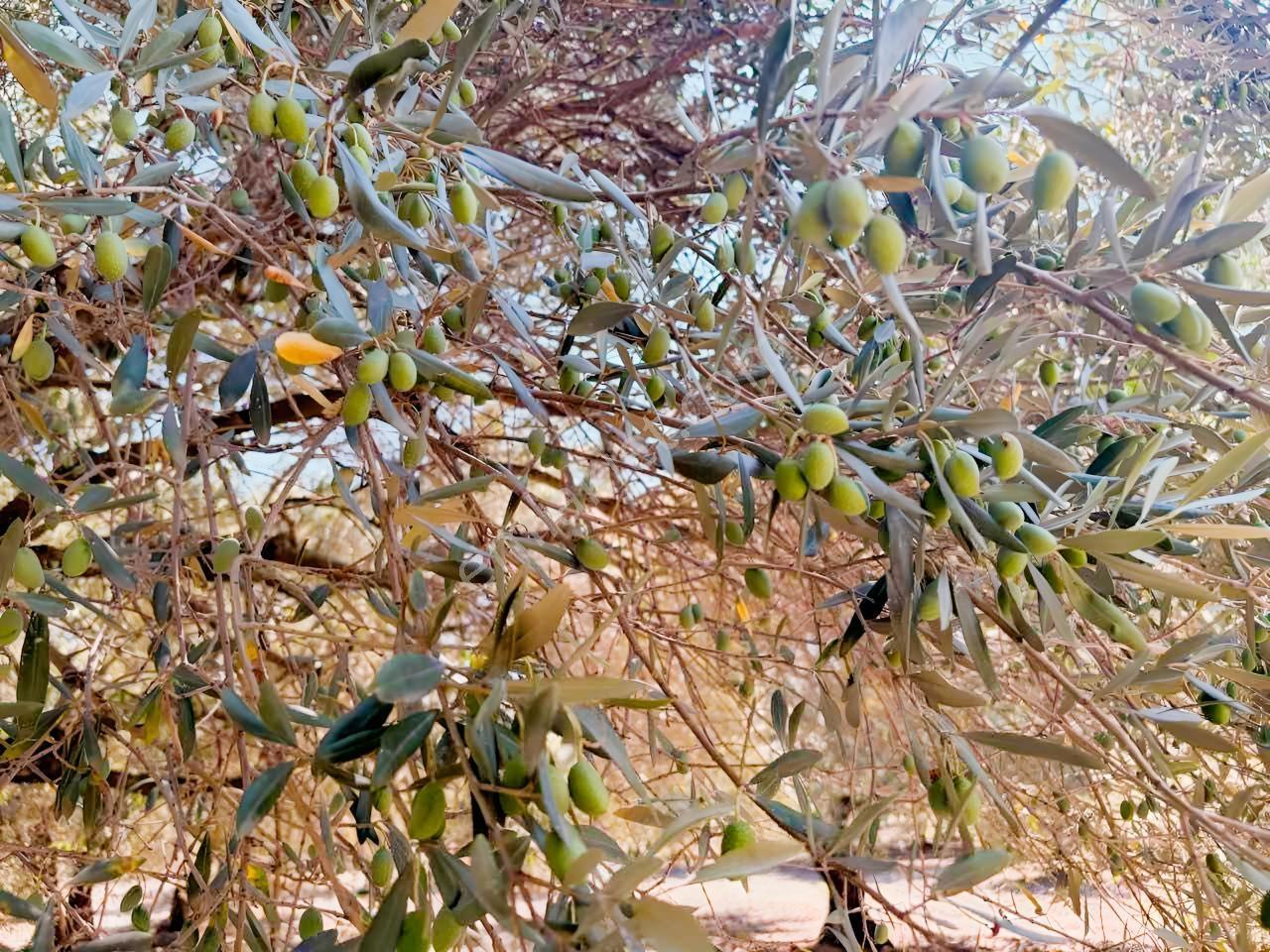 Mecidiyede Bakımlı Ve Tam Verimde 11850 M2 Tek Tapu Zeytinlik — fotoğraf 25