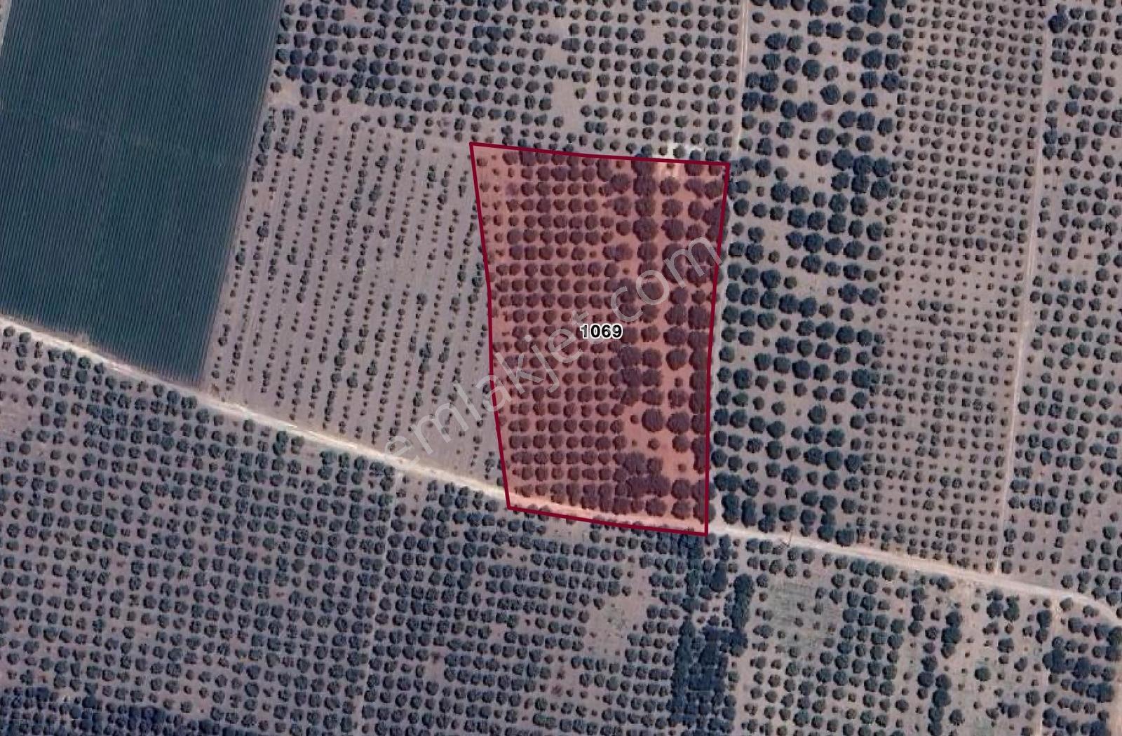 Mecidiyede Bakımlı Ve Tam Verimde 11850 M2 Tek Tapu Zeytinlik — fotoğraf 33