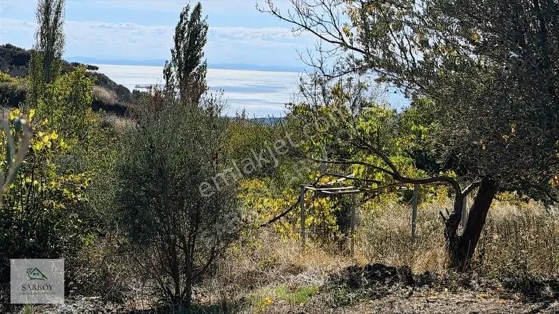 Köy Yanında, İmar Sınırında Harika Deniz Manzaralı Bağ — fotoğraf 2