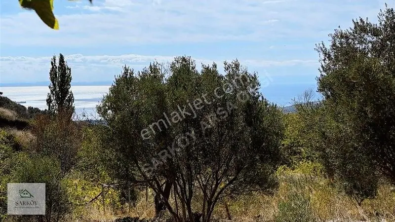 Köy Yanında, İmar Sınırında Harika Deniz Manzaralı Bağ — fotoğraf 3