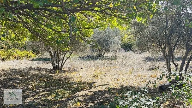 Köy Yanında, İmar Sınırında Harika Deniz Manzaralı Bağ — fotoğraf 6