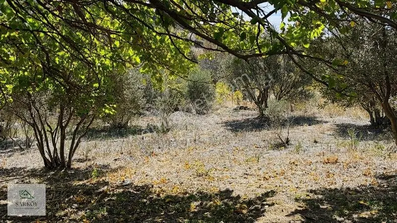 Köy Yanında, İmar Sınırında Harika Deniz Manzaralı Bağ — fotoğraf 9