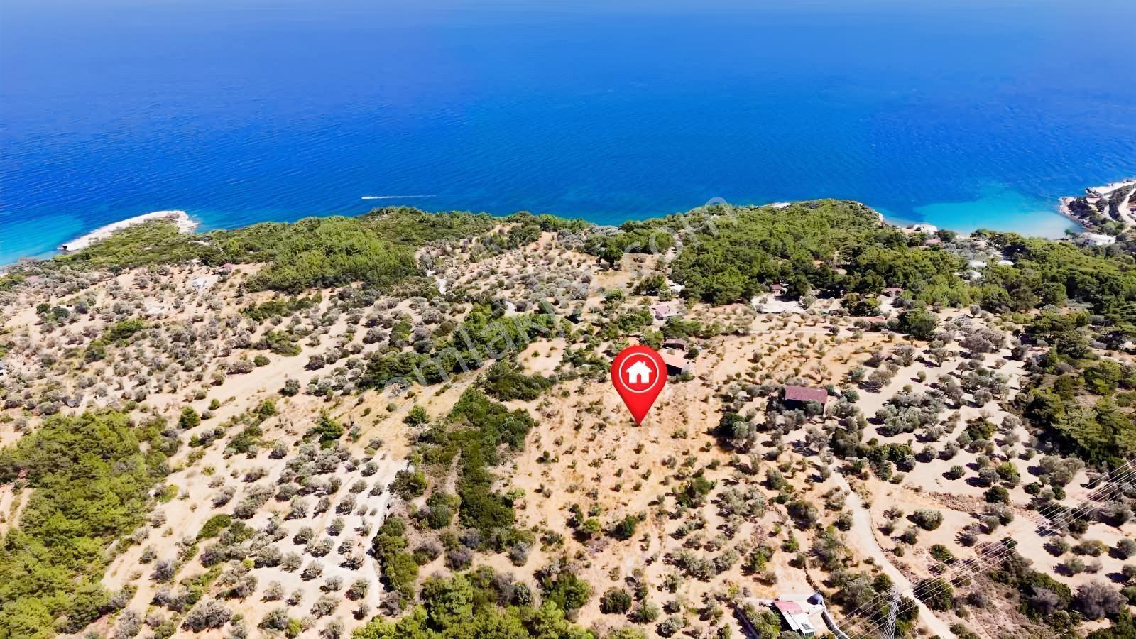İçmekıyısı Koyuna 300 Mt Mesafede 5 Dönüm Zeytinlik — fotoğraf 4
