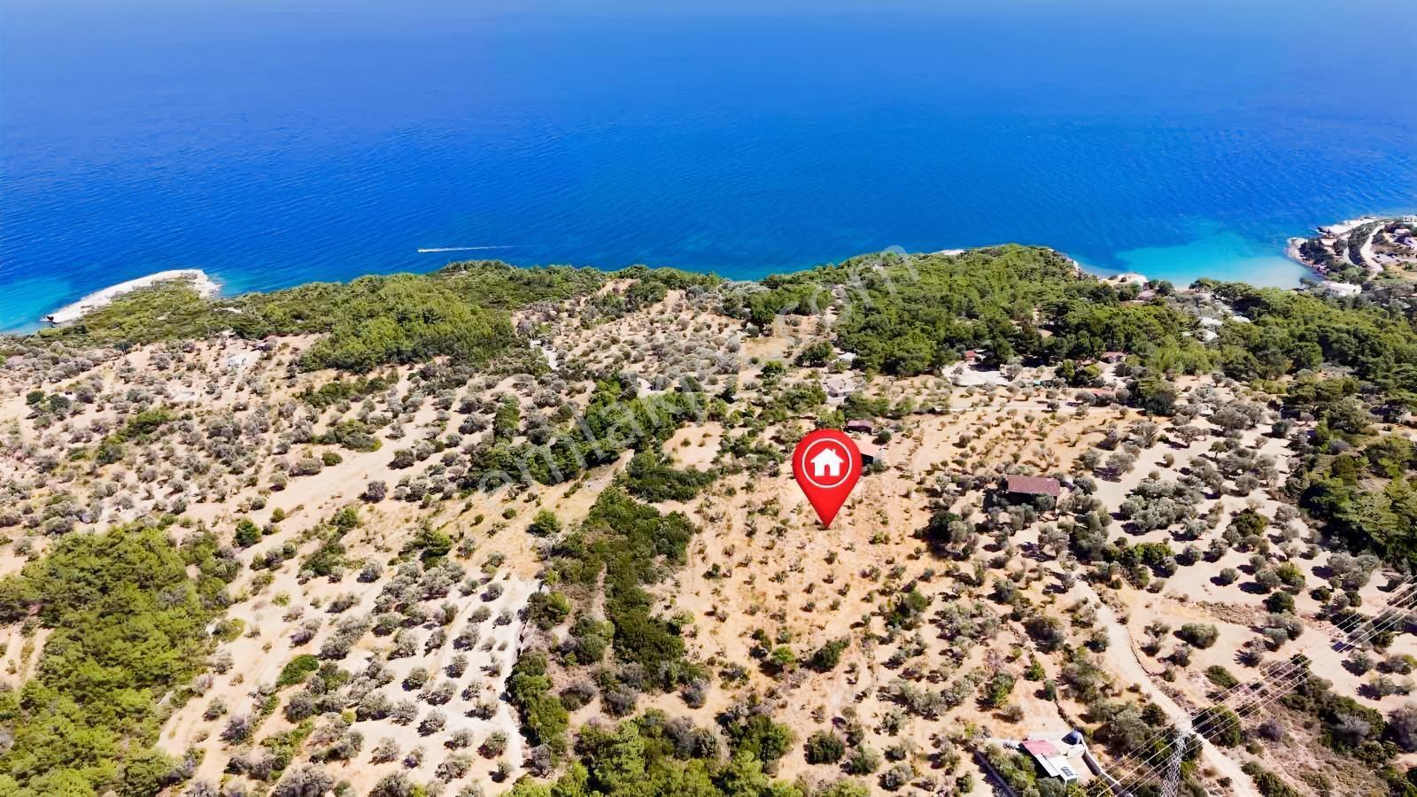 İçmekıyısı Koyuna 300 Mt Mesafede 5 Dönüm Zeytinlik — fotoğraf 5