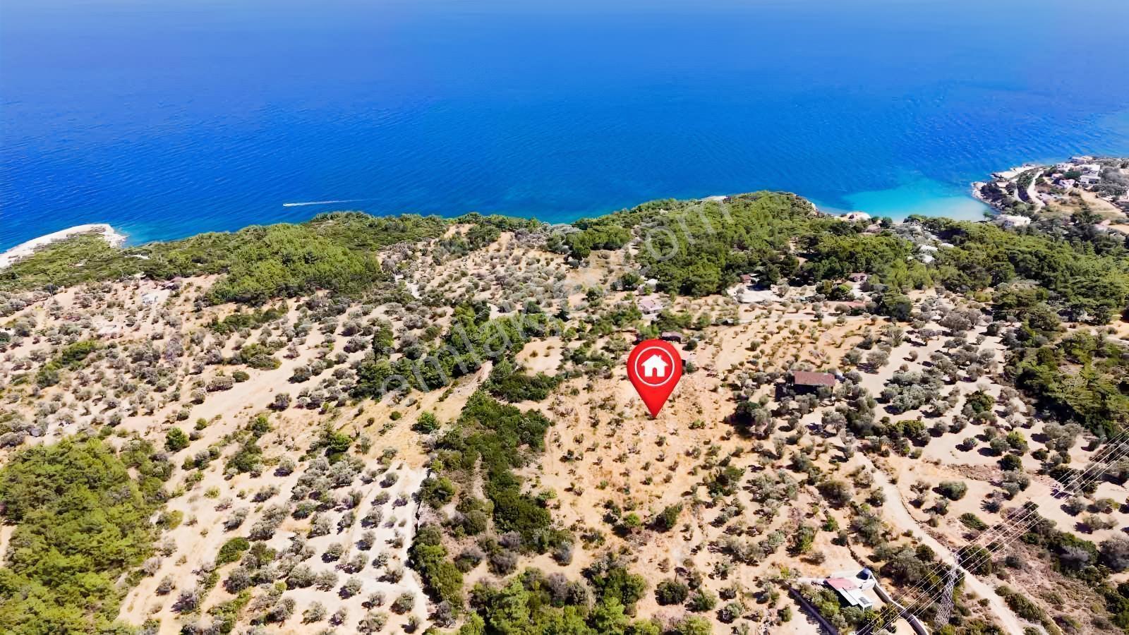 İçmekıyısı Koyuna 300 Mt Mesafede 5 Dönüm Zeytinlik — fotoğraf 6