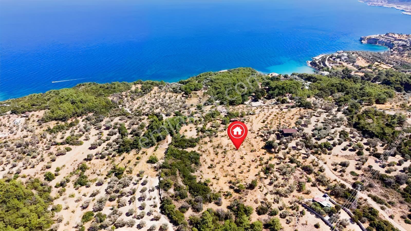 İçmekıyısı Koyuna 300 Mt Mesafede 5 Dönüm Zeytinlik — fotoğraf 7