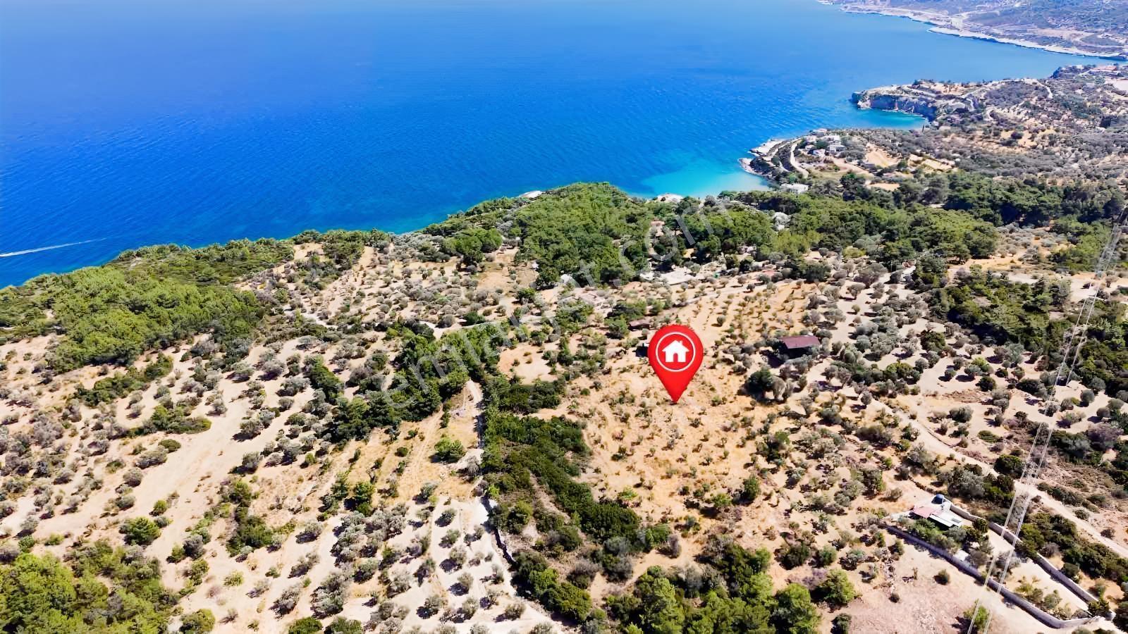 İçmekıyısı Koyuna 300 Mt Mesafede 5 Dönüm Zeytinlik — fotoğraf 8