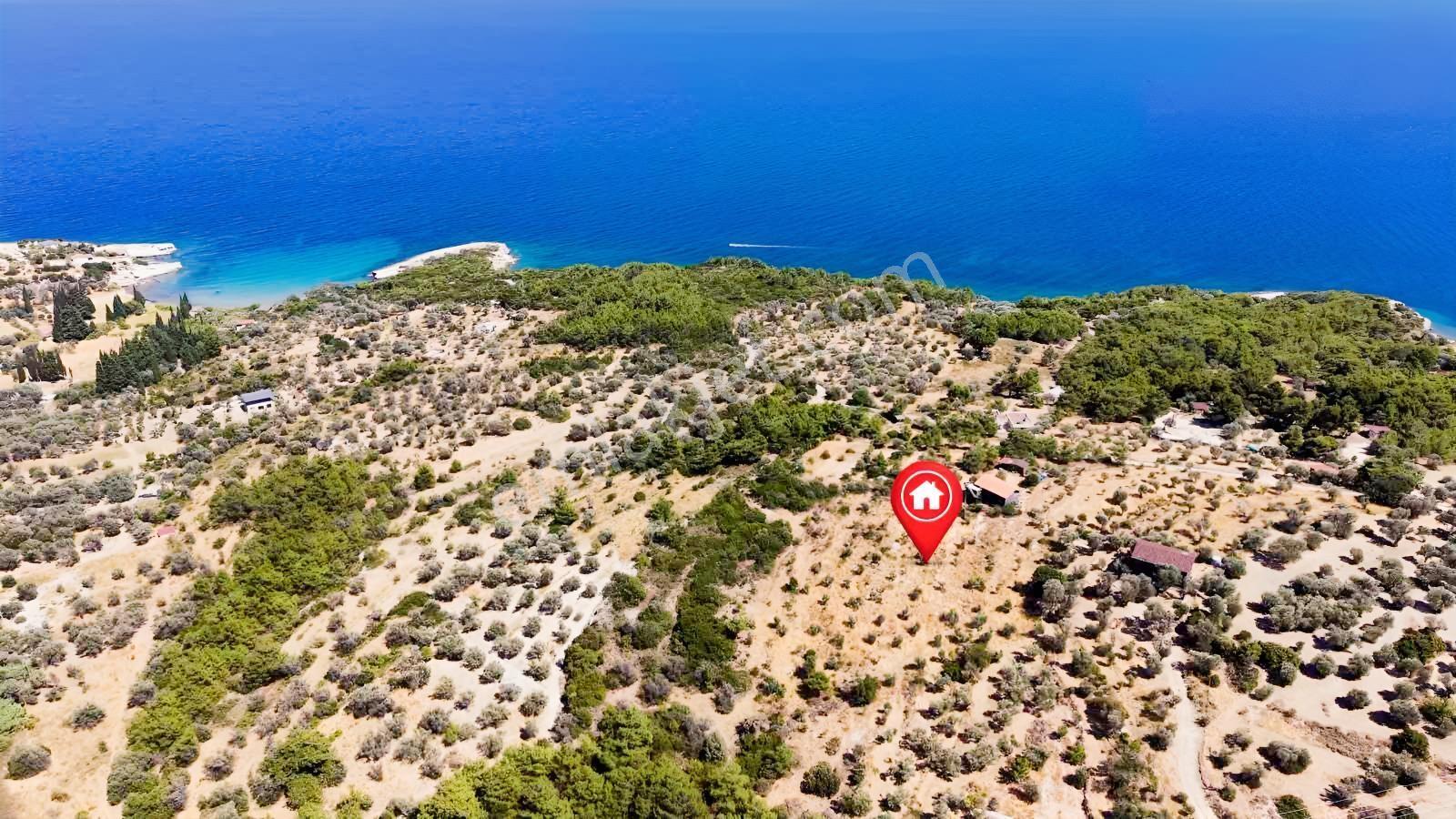 İçmekıyısı Koyuna 300 Mt Mesafede 5 Dönüm Zeytinlik — fotoğraf 9