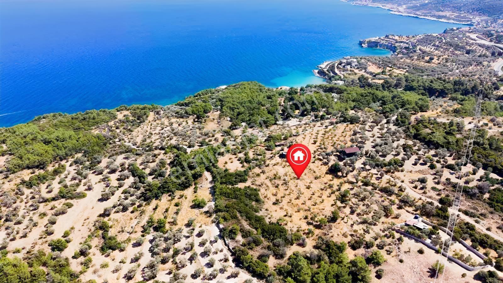 İçmekıyısı Koyuna 300 Mt Mesafede 5 Dönüm Zeytinlik — fotoğraf 15