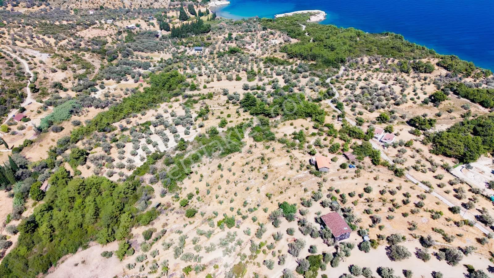 İçmekıyısı Koyuna 300 Mt Mesafede 5 Dönüm Zeytinlik — fotoğraf 27