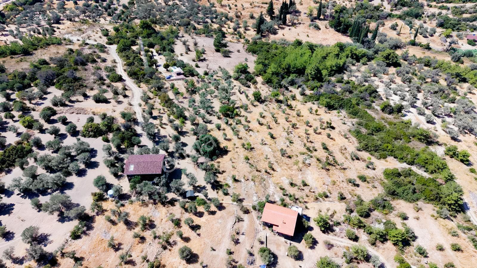İçmekıyısı Koyuna 300 Mt Mesafede 5 Dönüm Zeytinlik — fotoğraf 36