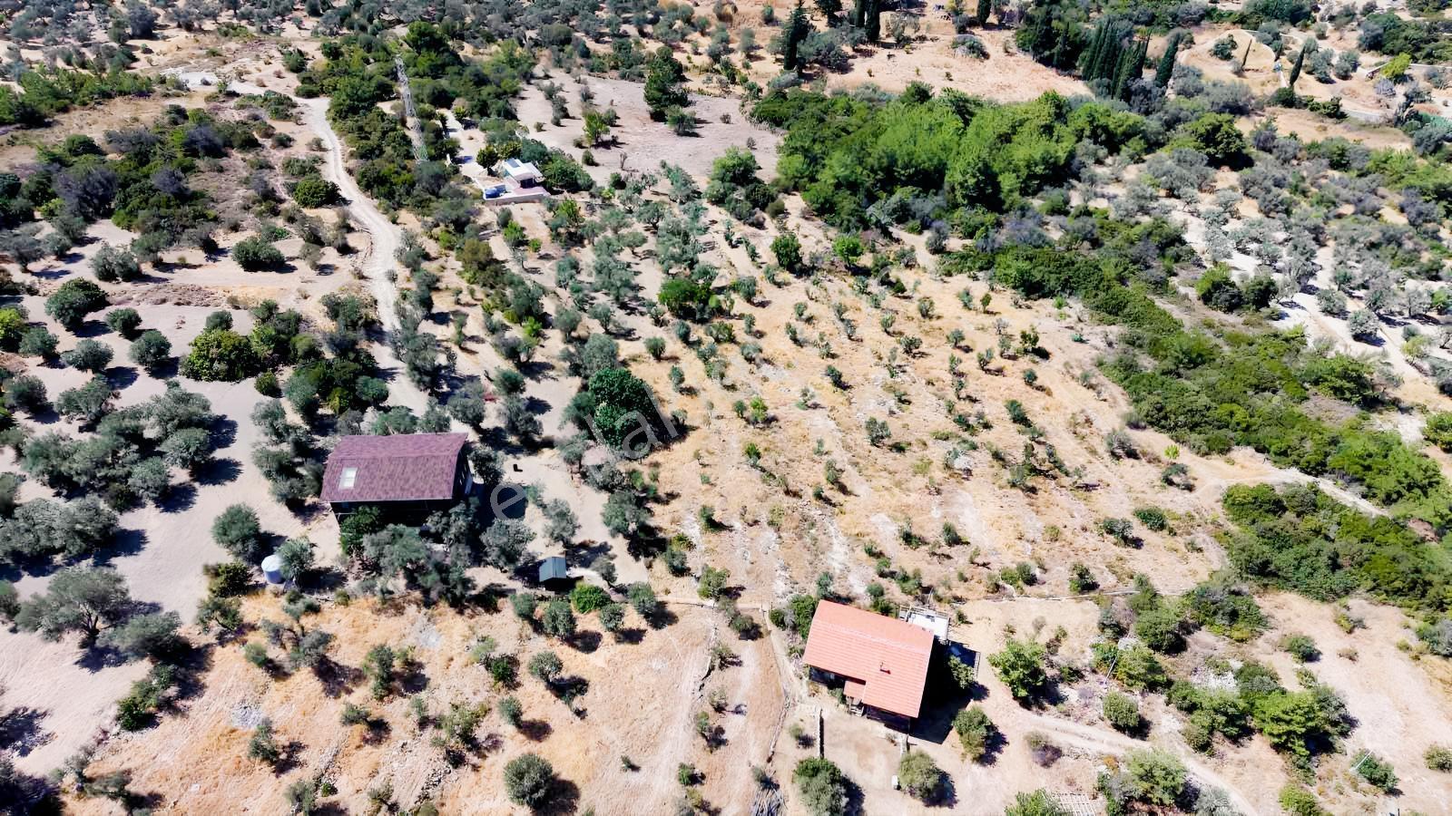 İçmekıyısı Koyuna 300 Mt Mesafede 5 Dönüm Zeytinlik — fotoğraf 37