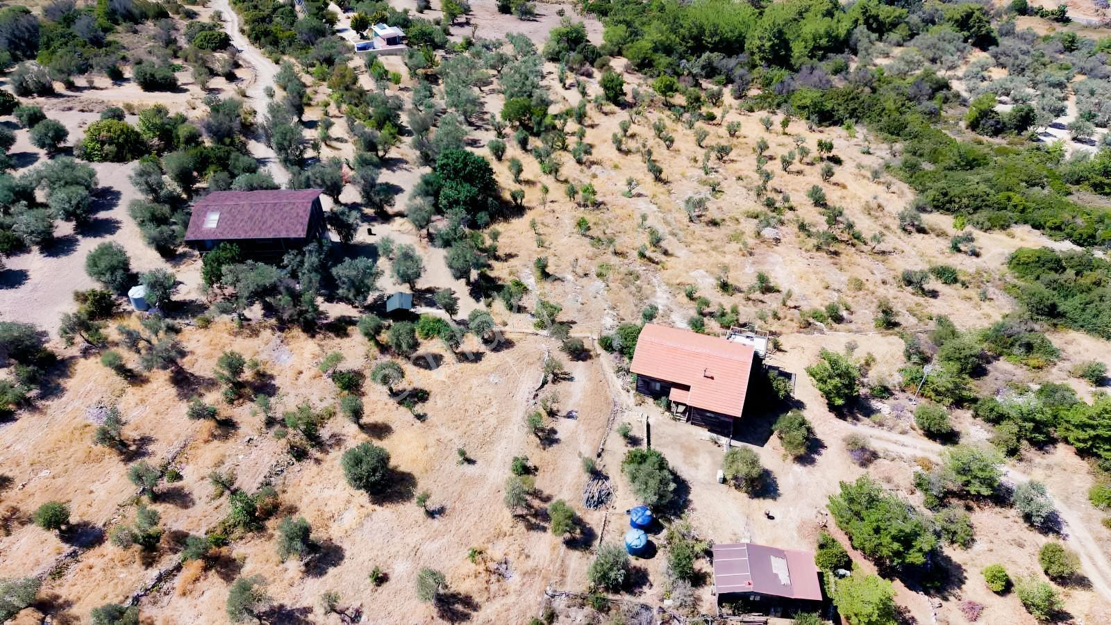 İçmekıyısı Koyuna 300 Mt Mesafede 5 Dönüm Zeytinlik — fotoğraf 38