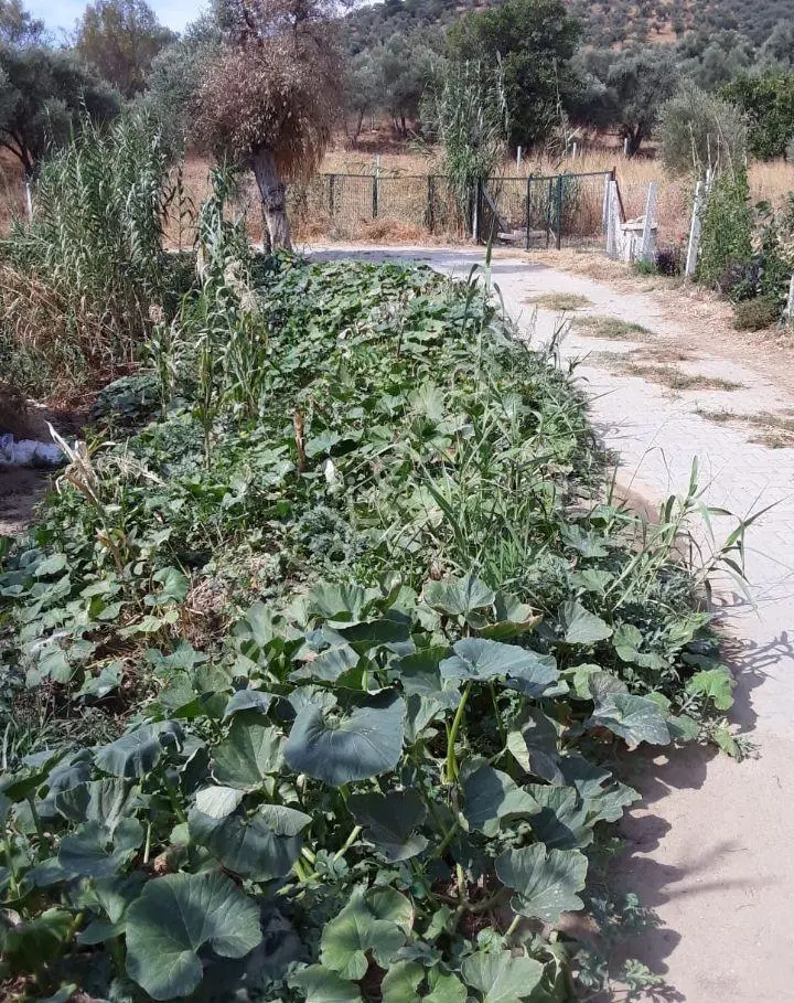 İçinde Eşyalı Konteyner Bulunan 800m Bahçe — fotoğraf 3