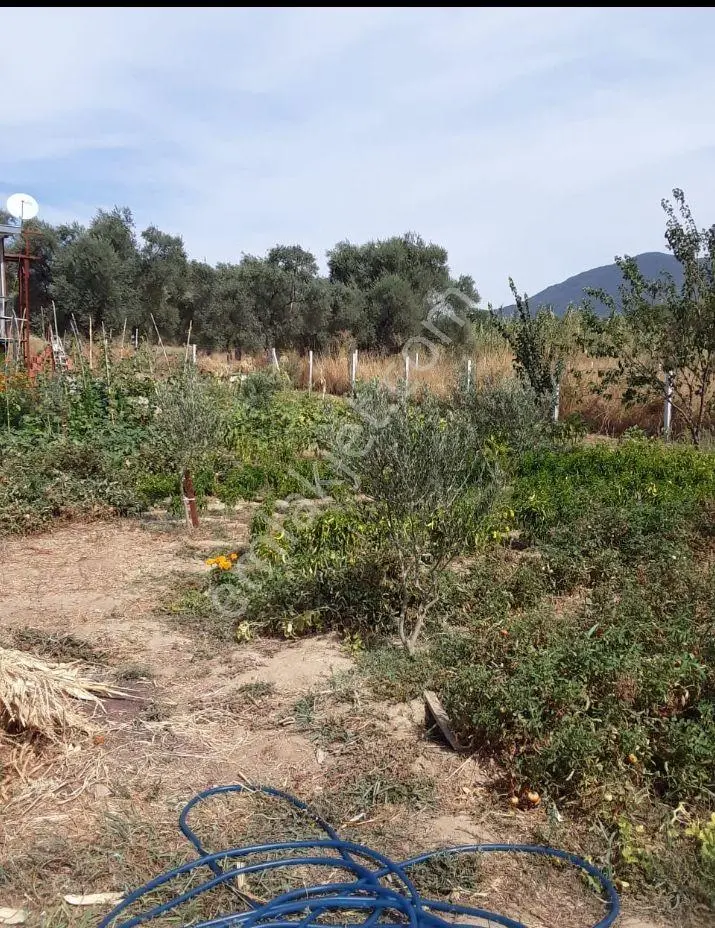 İçinde Eşyalı Konteyner Bulunan 800m Bahçe — fotoğraf 8