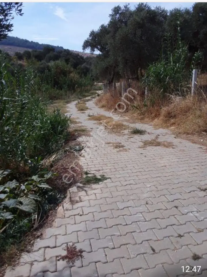 İçinde Eşyalı Konteyner Bulunan 800m Bahçe — fotoğraf 10