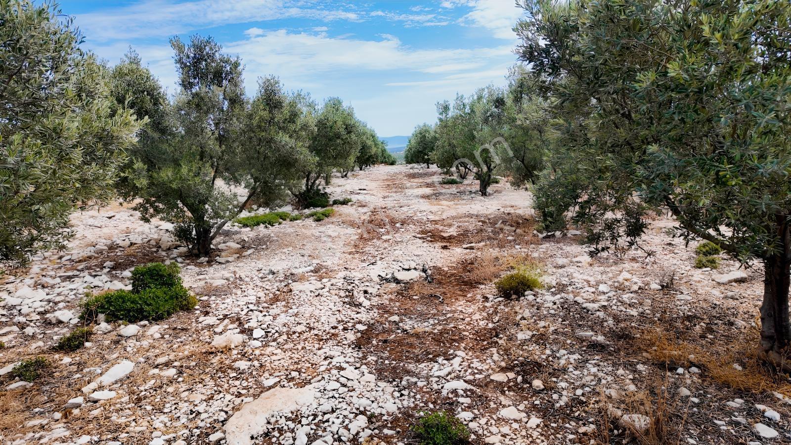 Didim Akyeniköyde Yolu Açık, Daire Takaslı 28 Dönüm Zeytinlik — fotoğraf 3