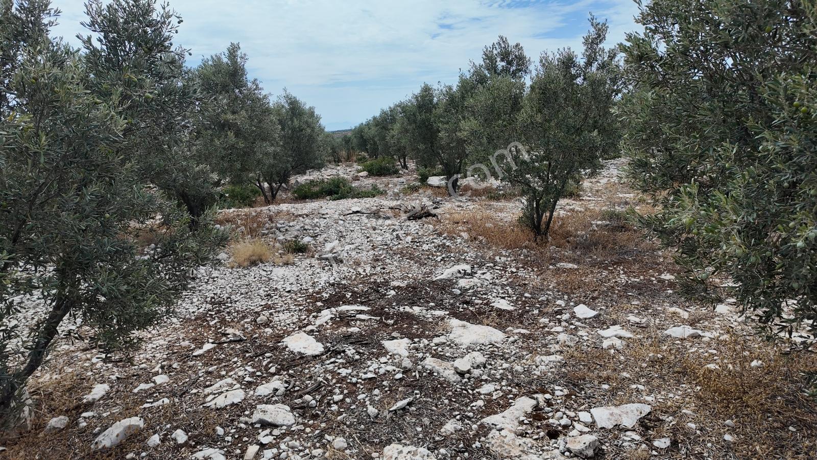 Didim Akyeniköyde Yolu Açık, Daire Takaslı 28 Dönüm Zeytinlik — fotoğraf 4