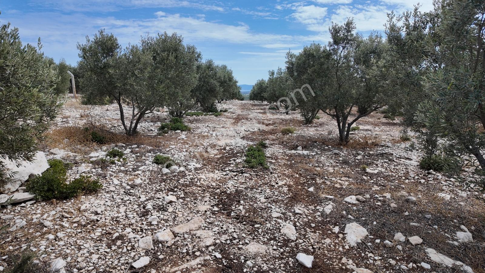 Didim Akyeniköyde Yolu Açık, Daire Takaslı 28 Dönüm Zeytinlik — fotoğraf 5