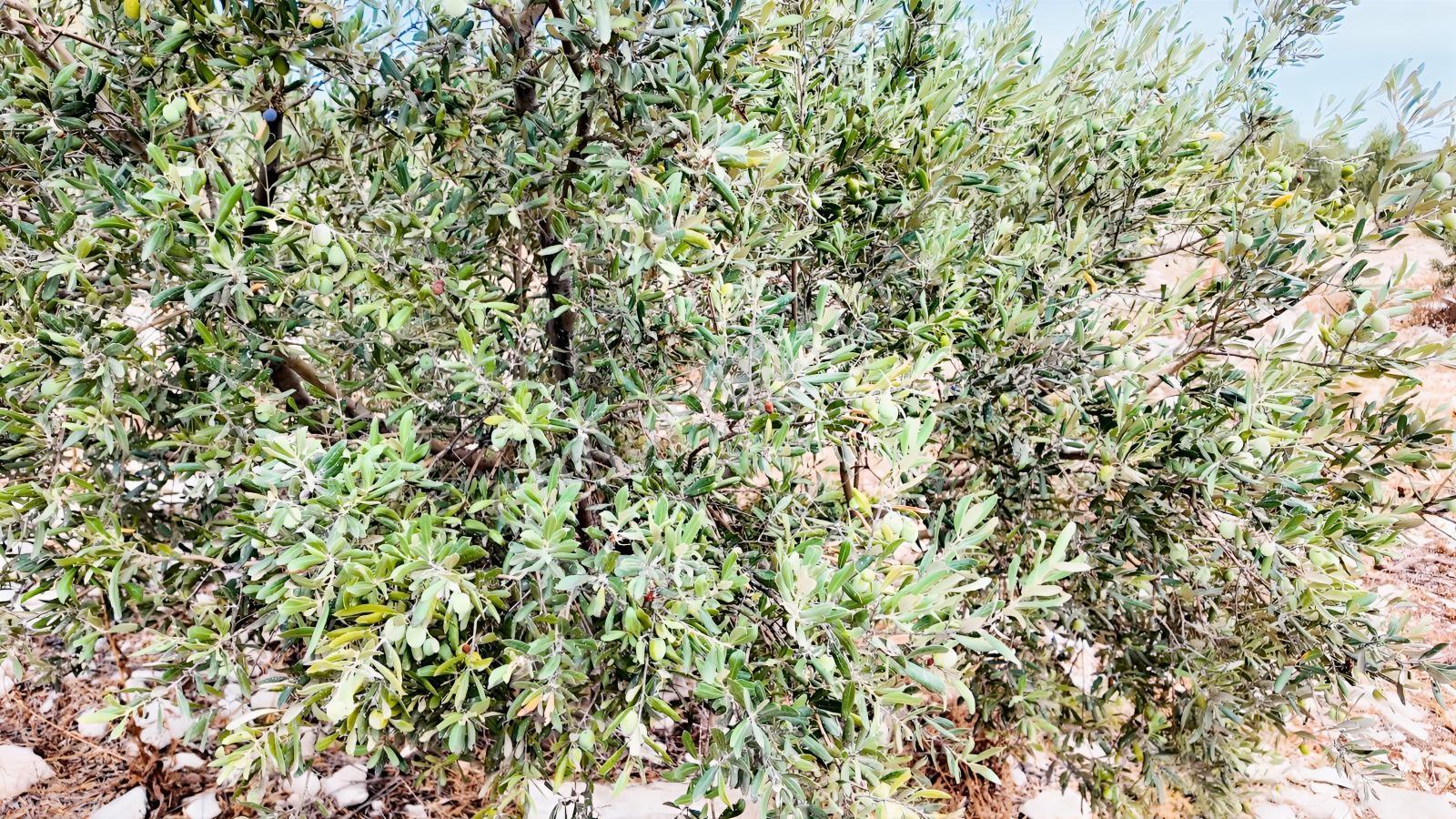 Didim Akyeniköyde Yolu Açık, Daire Takaslı 28 Dönüm Zeytinlik — fotoğraf 6