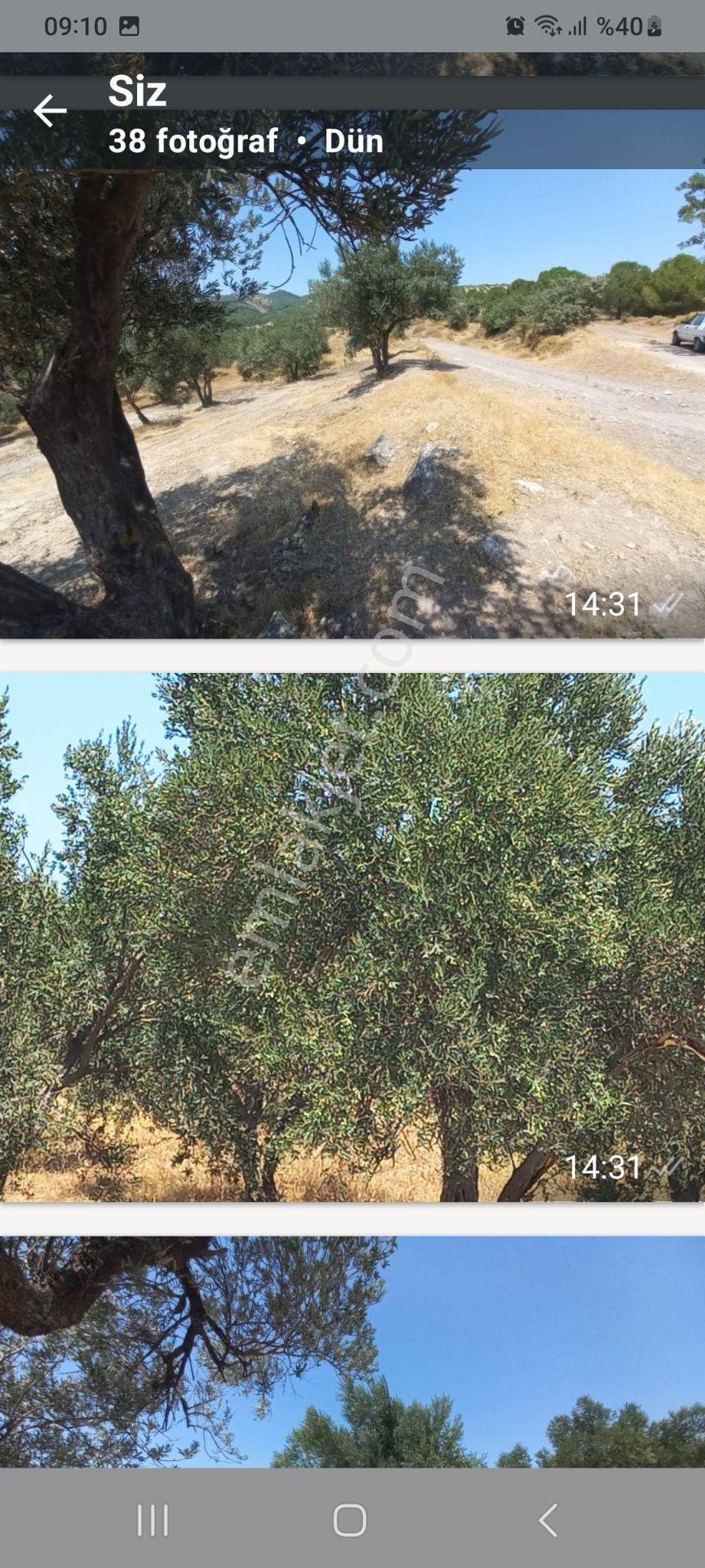 Satılık Müstakiltapu Zeytinlik — fotoğraf 12