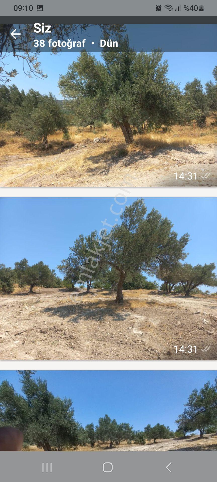 Satılık Müstakiltapu Zeytinlik — fotoğraf 14
