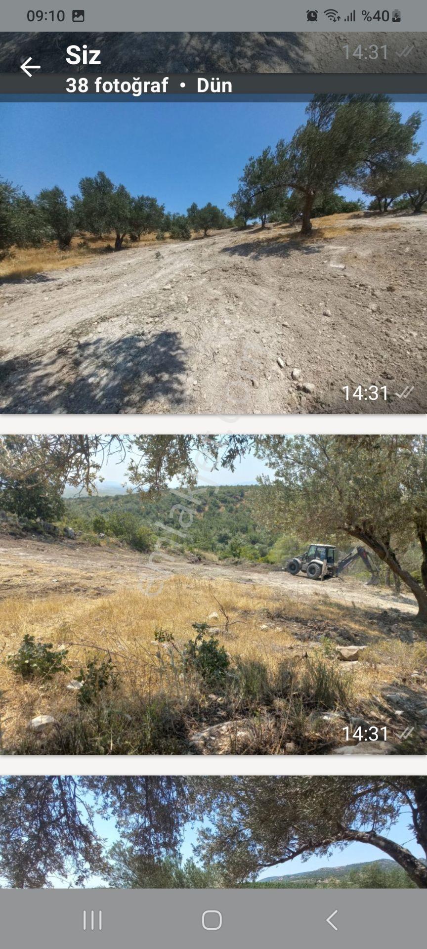 Satılık Müstakiltapu Zeytinlik — fotoğraf 15