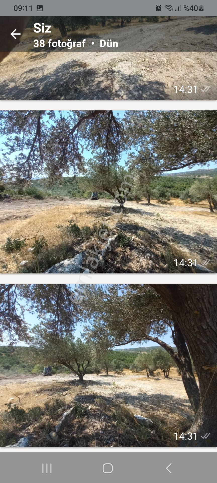 Satılık Müstakiltapu Zeytinlik — fotoğraf 17