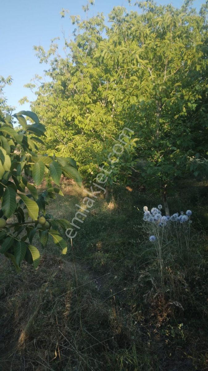 Seydikemer Seki Mah.ilkon'dan Satılık Arazi — fotoğraf 9