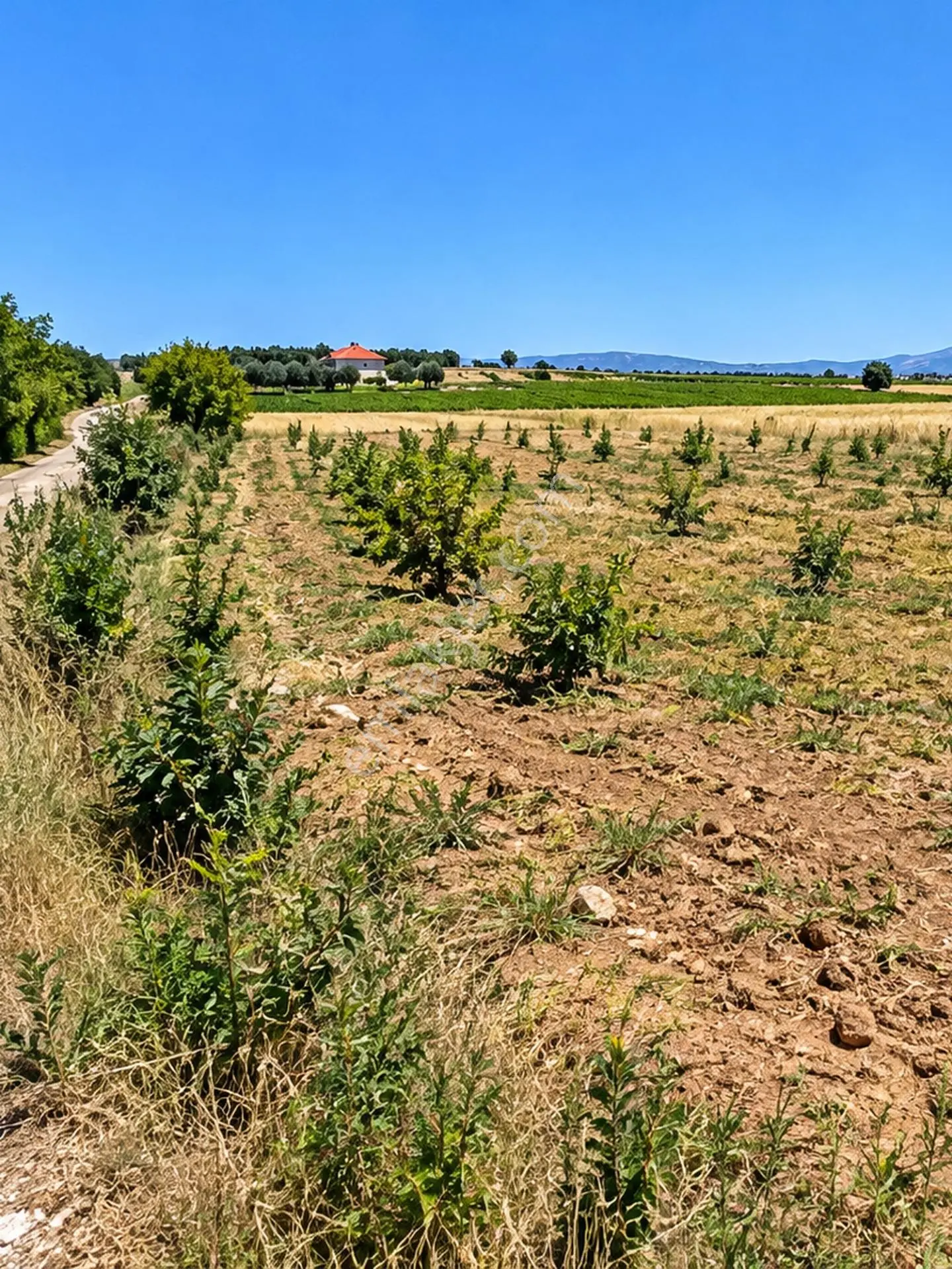 Denizli Acıpayam Akalan 1166 Ada 10 Par 2.072M2 Tarla Resmi Yola Cephesi Vardır...
