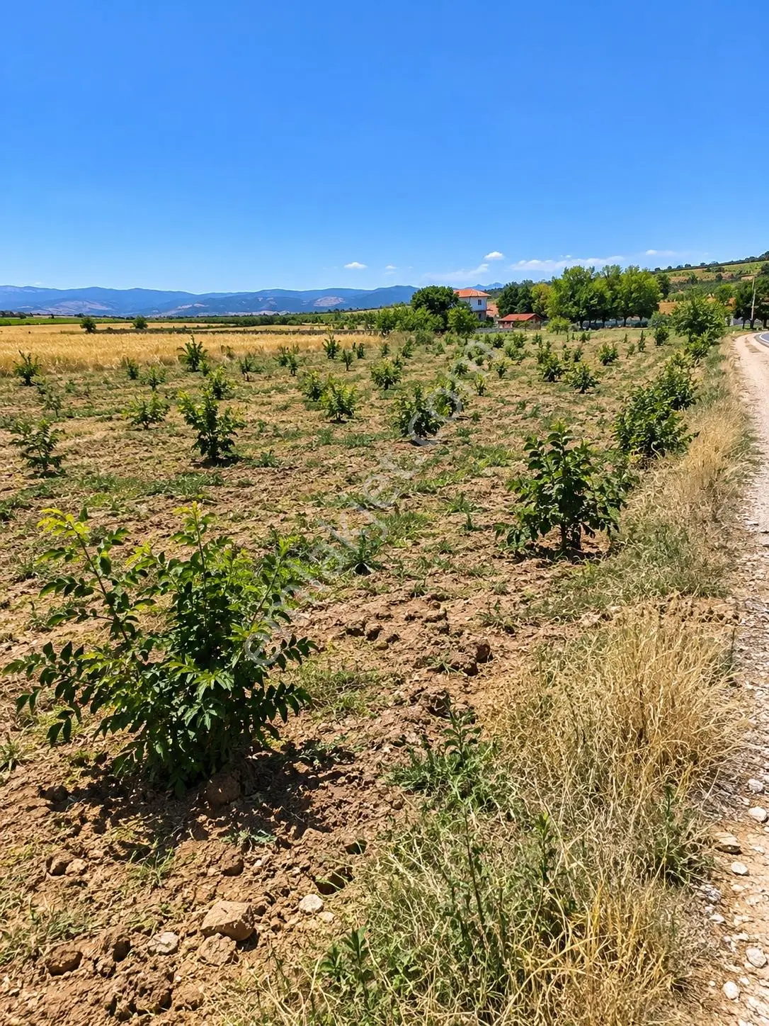 Denizli Acıpayam Akalan 1166 Ada 10 Par 2.072m2 Tarla Resmi Yola Cephesi Vardır Müstakil Tapulu — fotoğraf 2
